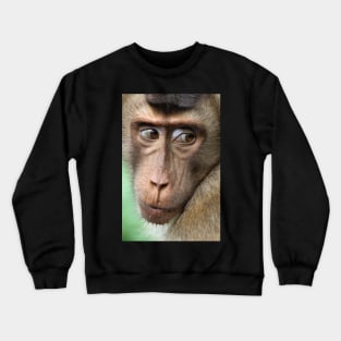 Watching Carefully. Pig-tailed Macaque Portrait. Borneo. Crewneck Sweatshirt